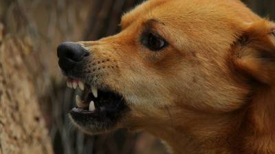 Собаки до костей разодрали жительницу Улан-Удэ на глазах у очевидцев - mur.tv - Улан-Удэ