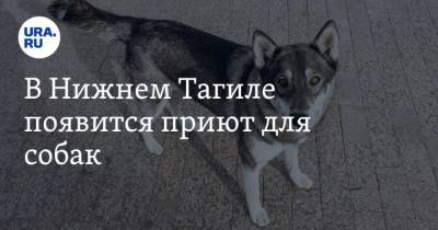 В Нижнем Тагиле появится приют для собак. Подробности - mur.tv - Свердловская обл.