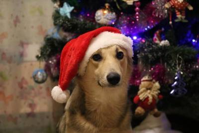 Выбираем действительно нужный новогодний подарок для собаки - mur.tv