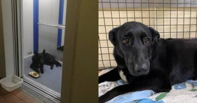 Преданная собака сутки прождала в лифте погибшую при пожаре москвичку - mur.tv - Москва