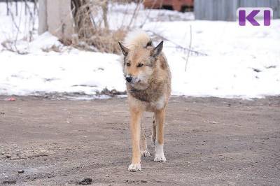 В Сыктывкаре ужесточат наказание хозяевам собак, выпущенных на самовыгул - mur.tv - Сыктывкар