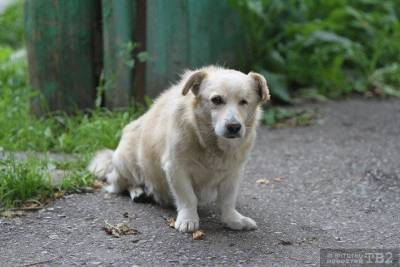 Томский суд обязал владельца собаки заплатить за нападение животного на ребенка - mur.tv - Томск
