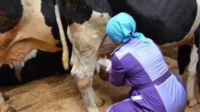 Якутские фермеры спасают коров от морозов меховыми лифчиками - mur.tv - республика Саха