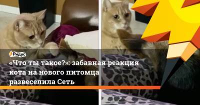 Что ты такое?: забавная реакция кота на нового питомца развеселила Сеть - mur.tv