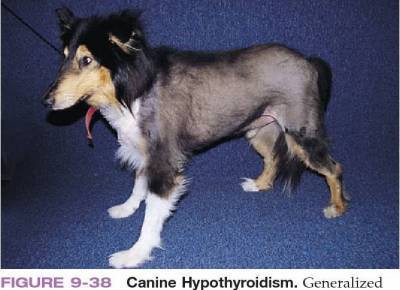 Как вовремя заметить гипертиреоз у собак и избежать проблем со здоровьем питомца - lifehelper.one