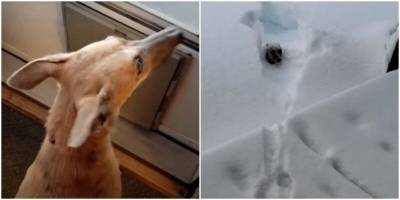 Собака с разбегу нырнула в снег и пожалела об этом - mur.tv