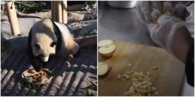 В Китае панд угощают пирожками с яблоками - mur.tv - Китай