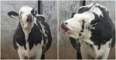 Реакция коровы на первый снегопад - mur.tv