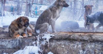 Стая бродячих собак чуть не загрызла девочку в Красноярске - mur.tv - Красноярск