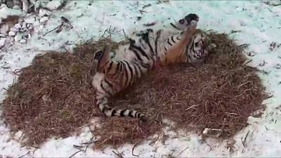 Отловленная после охоты на собак тигрица устроилась на новом месте. Видео - mur.tv - Приморье край