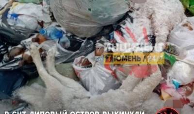 На помойку в тюменском СНТ подкинули двух мёртвых собак - mur.tv