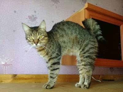 Почему моя кошка выгибает спину, когда ее гладят? - mur.tv