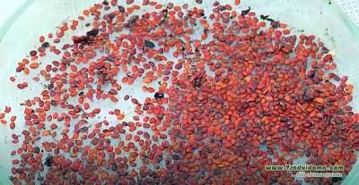 Размножение ягод семенами – жимолость, ирга, смородина и крыжовник - sadogorod.club