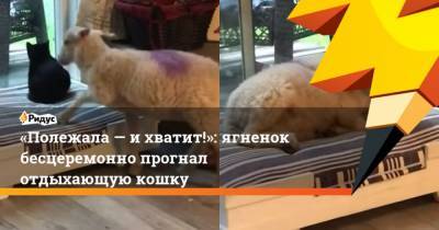 Полежала ихватит!: ягненок бесцеремонно прогнал отдыхающую кошку - mur.tv