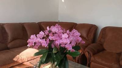 Полив орхидей для буйного цветения: несколько важных хитростей - lifehelper.one