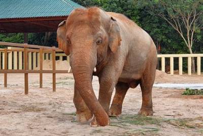 Самый одинокий слон в мире познакомился со слонихой - mur.tv - Камбоджа