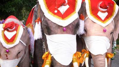 Тайские слоны помогают популяризировать ношение масок. - mur.tv - Таиланд