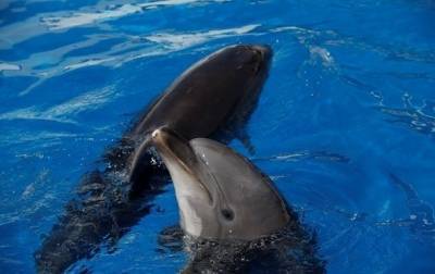 В Крыму рекордное число погибших дельфинов - mur.tv - республика Крым