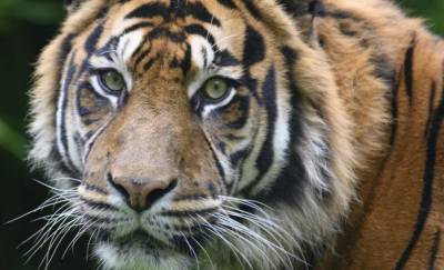 Ростовский зоопарк показал, как стригут ногти тигру - mur.tv