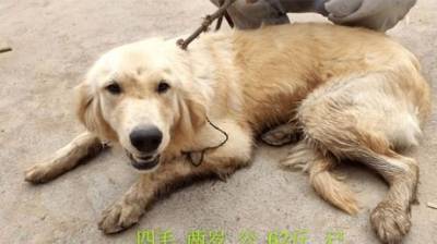 Американские волонтеры спасли собак, которых должны были съесть в Китае, Fox News - mur.tv - Китай - штат Флорида