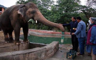 Самый одинокий слон в мире нашел подругу - mur.tv - Пакистан - Камбоджа