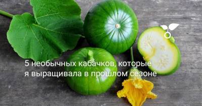 5 необычных кабачков, которые я выращивала в прошлом сезоне - sadogorod.club