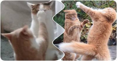 Коты-драчуны, которым самое место в Мортал Комбат - mur.tv