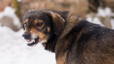 Война с животными: Беспризорные собаки наводят ужас на жителей регионов - mur.tv - Нальчик - республика Коми - Саратов - республика Бурятия - Улан-Удэ