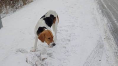 Тюменские лесники нашли на трассе потерявшуюся собаку - mur.tv