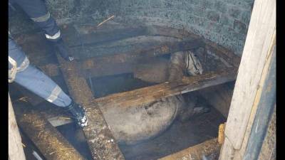 В Башкирии спасли застрявшую в сарае лошадь - mur.tv - республика Башкирия - район Уфимский