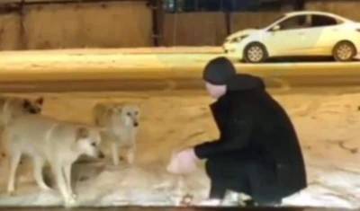 В мороз неравнодушный тюменец остановился, чтобы покормить бродячих собак - mur.tv