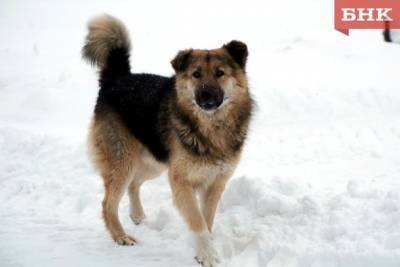 В Ухте собака откусила мужчине часть пальца - mur.tv - Россия - республика Коми