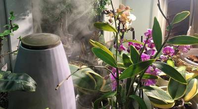 Как правильно поливать орхидеи: советы Елены Костровой, коллекционера редких растений - sadogorod.club