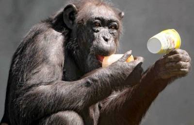 В сердце пожилых шимпанзе обнаружили кость - mur.tv