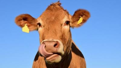 Морозоустойчивую корову хотят вывести новосибирские ученые - mur.tv - Россия - республика Саха - республика Алтай - Новосибирск