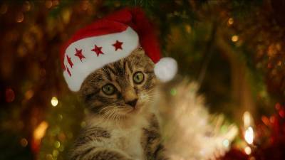 Как сделать праздники безопасными для вашей кошки? - mur.tv