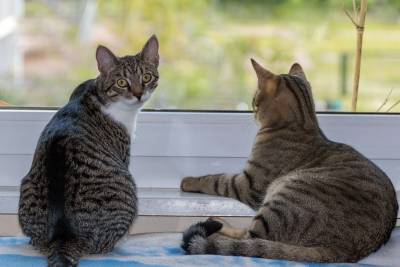 Что такое агрессия непризнания у кошек? - mur.tv