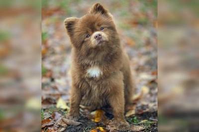 Похожий на медвежонка щенок набрал более 400 тысяч подписчиков в Instagram - mur.tv - Нью-Йорк - штат Оклахома