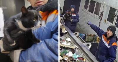 В Ульяновске в мусоре нашли кота. Его спасли, и это стало началом его карьеры замминистра области - mur.tv - Ульяновск
