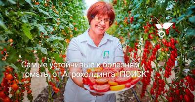 Самые устойчивые к болезням томаты от Агрохолдинга «ПОИСК» - sadogorod.club