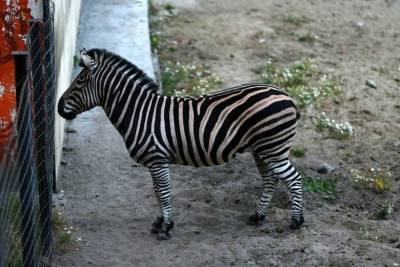 Пензенский зоопарк собирает деньги на покупку невесты для зебры - mur.tv