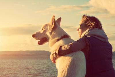 Когда и как собака стала другом человека? - shkolazhizni.ru