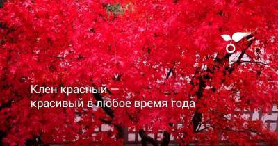 Клен красный — красивый в любое время года - sadogorod.club - Сша