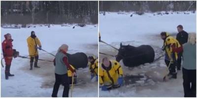 Пожарные и медики спасали лошадь из пруда - mur.tv - Сша - штат Массачусетс