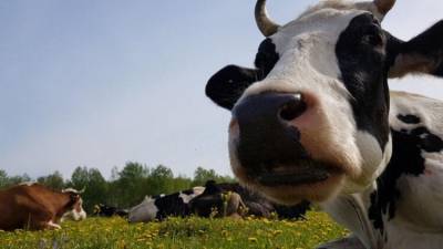 Устойчивую к морозам породу коров выведут генетики в Сибири - mur.tv
