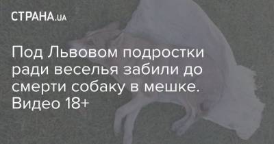 Под Львовом подростки ради веселья забили до смерти собаку в мешке. Видео 18+ - mur.tv - Харьков - Львов