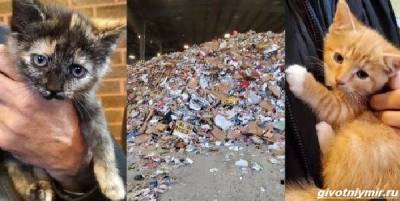 История о трёх котятах, которых спасли из машины для переработки мусора - mur.tv - штат Нью-Джерси