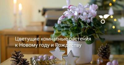 Цветущие комнатные растения к Новому году и Рождеству - sadogorod.club