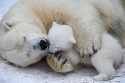 В Ростовском зоопарке впервые за 32 года родился белый медведь - mur.tv - Чехия - Ростов-На-Дону - Брно