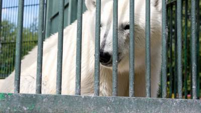В зоопарке Ростова-на-Дону впервые за 32 года родился белый медведь - mur.tv - Ростов-На-Дону